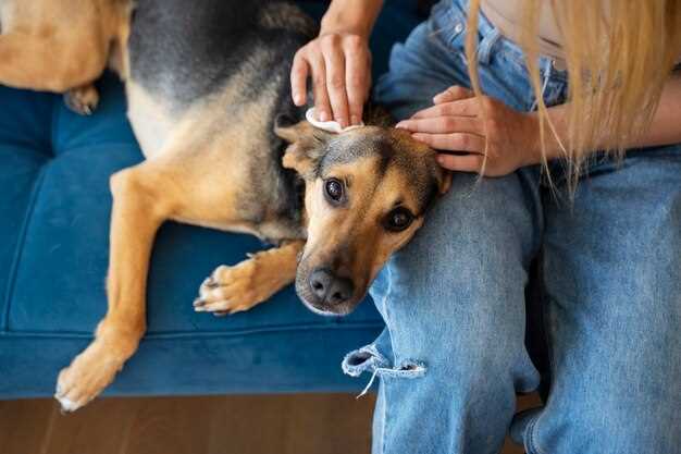 Dräktighet hund symptom - tidiga tecken på dräktig tik Dräktighet hund symptom - tidiga tecken på dräktig tik